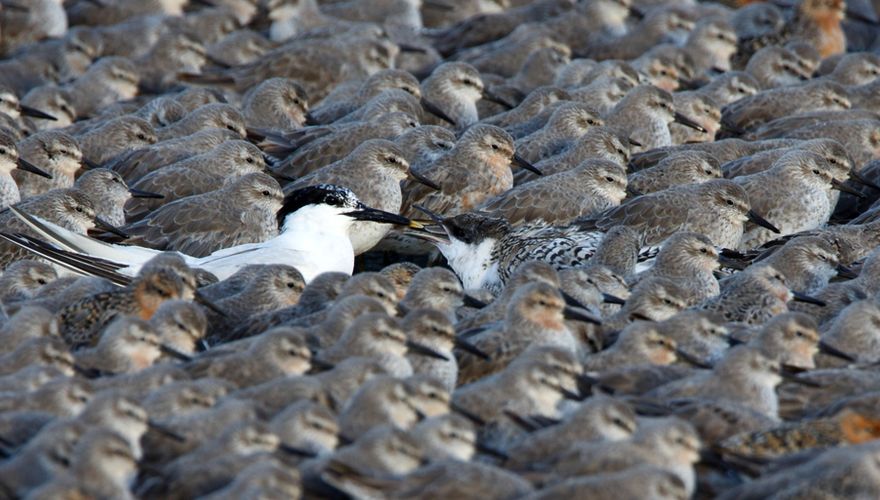 Kanoet en grote stern / Anja Brouwer - Fotogalerij