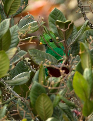 Quetzal / Hans Peeters