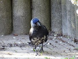 hmm wat zal ik gaan eten