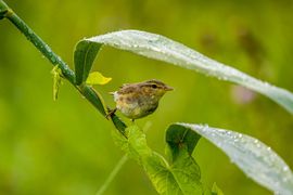Schuilen voor de regen
