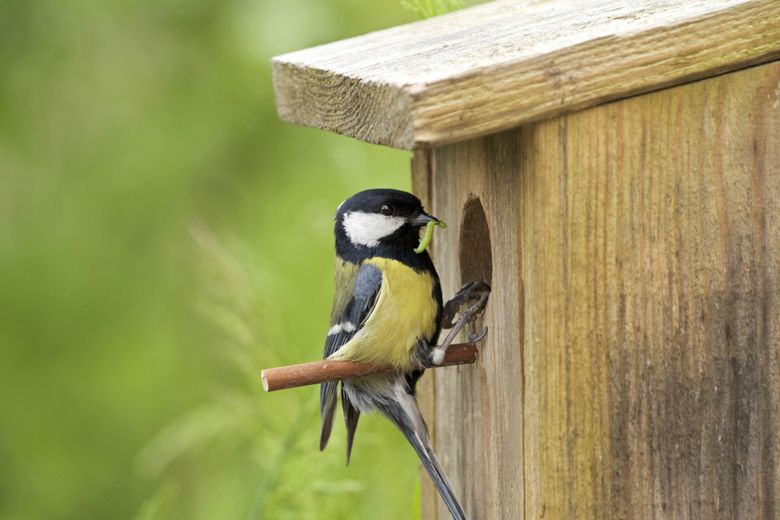 zaterdag native deadline Ons koolmezenkoppel | Vogelbescherming