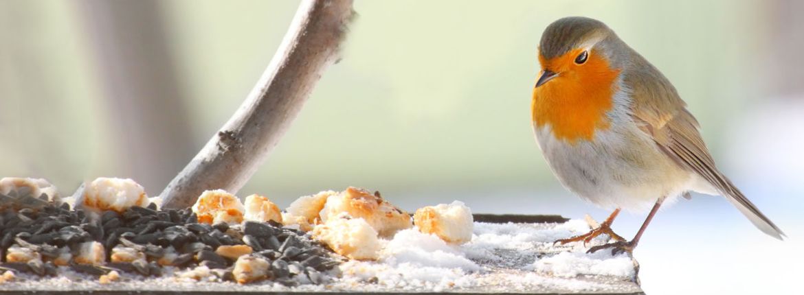 Roodborst / Shutterstock