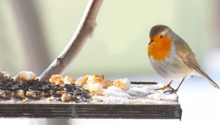 Roodborst / Shutterstock