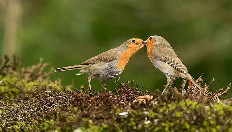 Roodborst / Mieke Bazuin