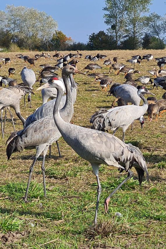 Foerageren kraanvogels / Hans Peeters