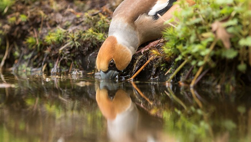 Appelvink / Hans Peeters