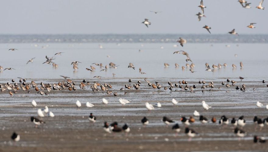 Waddenzee / AGAMI Marc Guyt