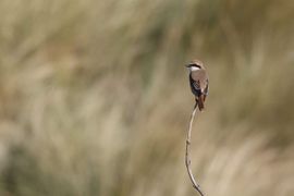 Turkestaanse Klauwier op de parkeerplaats in Hargen.
