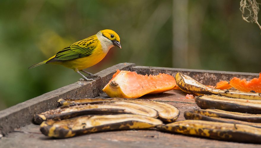 Zilverkeel Tanager / Hans Peeters