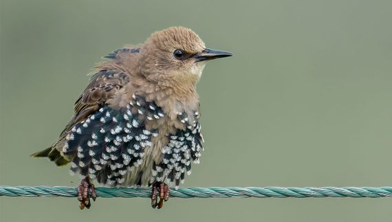 Spreeuw juveniel / Peter van Graafeiland