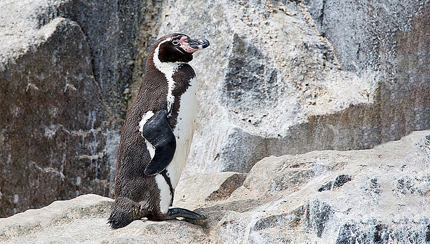 Humboldtpinguin / Marc Guyt - Agami