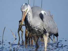 Eten en gegeten worden