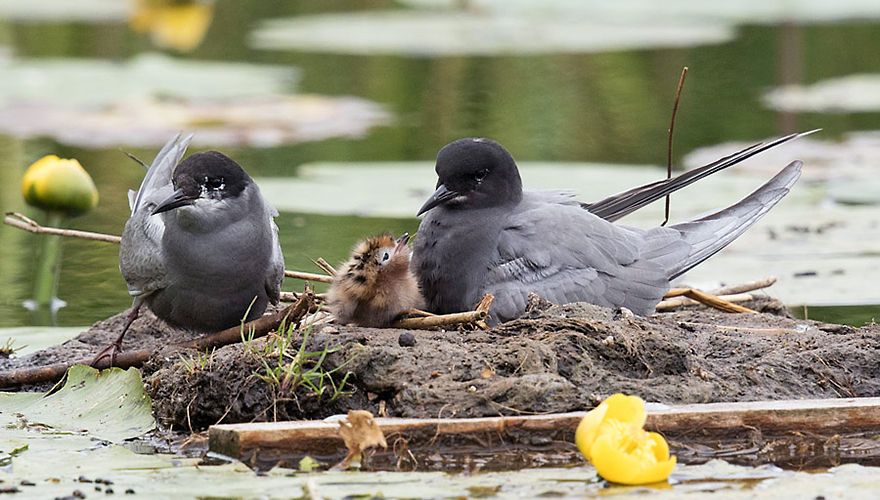 Zwarte stern / Birdphoto