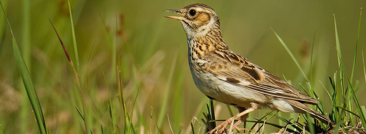 Boomleeuwerik / Shutterstock