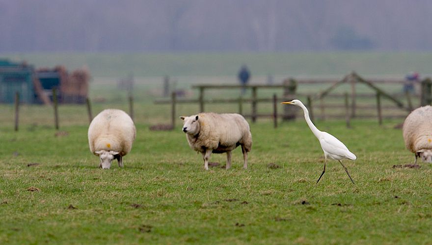 Grote zilverreiger tussen schapen / Luc Hoogenstein