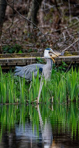 Reiger met karper