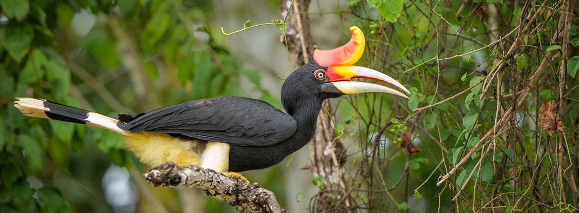 Gewone neushoornvogel / Bjorn Olesen (BirdLife)