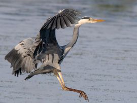 Blauwe reiger maakt een landing