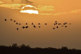 vlucht kraanvogels