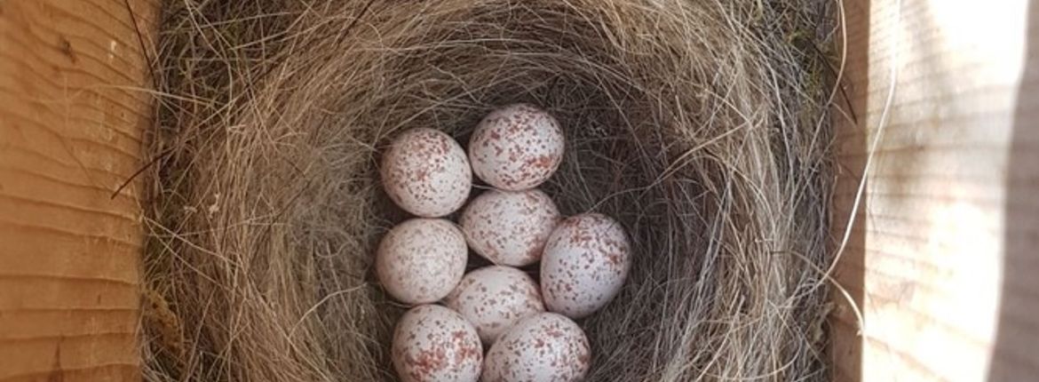 adelaar Bij naam fluctueren Het verleden en de toekomst van onze slaper | Vogelbescherming