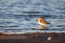 Kleine Strandloper