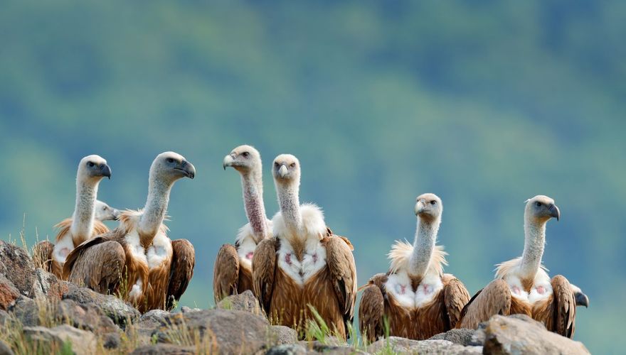 Vale gieren / Shutterstock