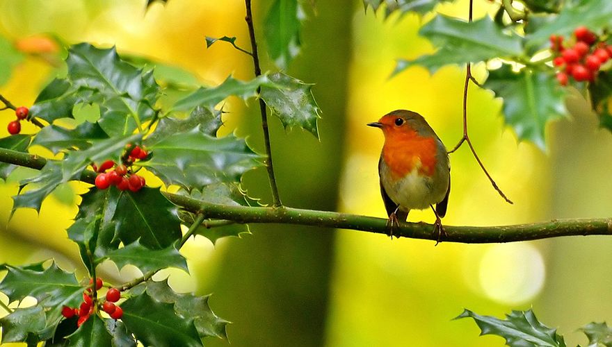 Roodborst / Anita Koetsier (Fotogalerij)