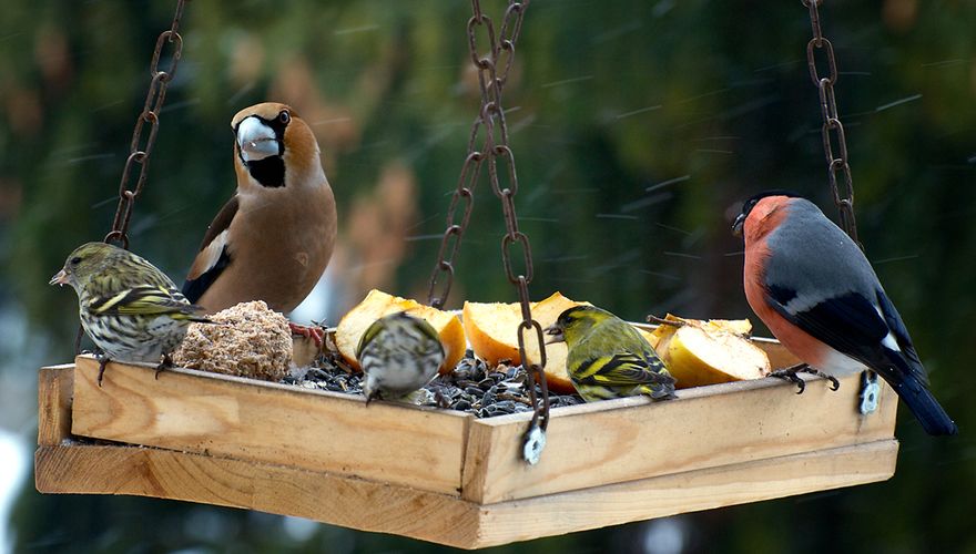 Verleiding vertraging vraag naar Aan de lijn? Vogels weten wel beter | Vogelbescherming