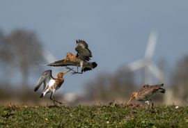 De strijd om mevrouw rechts.