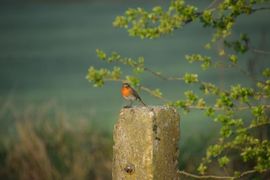 Roodborst in de ochtendzon.