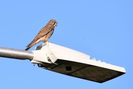 Torenvalk op lantaarnpaal