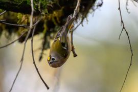 Goudhaantje op zoek naar eten
