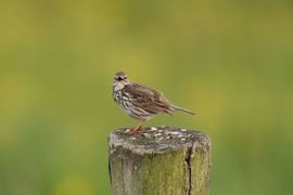 Bescheiden zangtalent