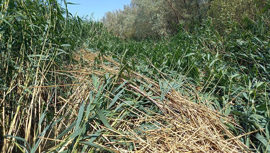 Riet komt plat te liggen tijdens storm Poly op 5 juli 2023 / S. Deuzeman, Ketelmeer 2023