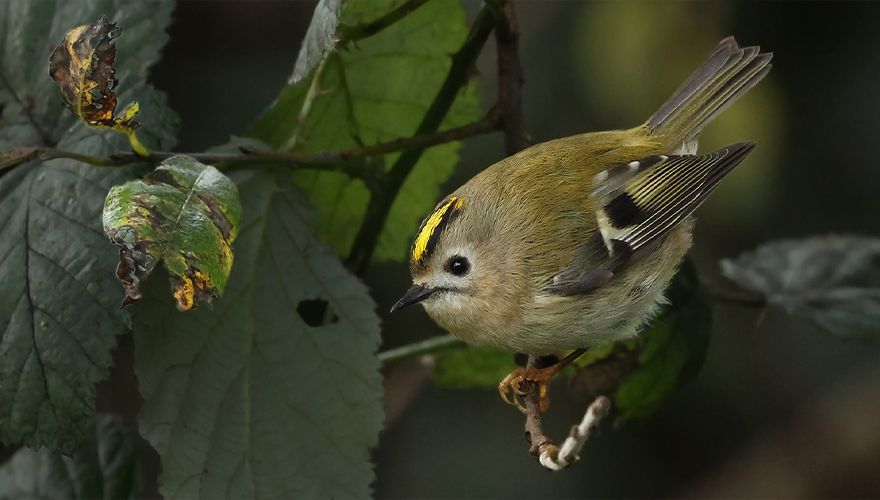 Goudhaan / Ruwan Aluvihare