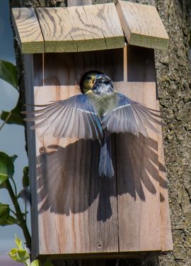 Pimpelmees voert jong