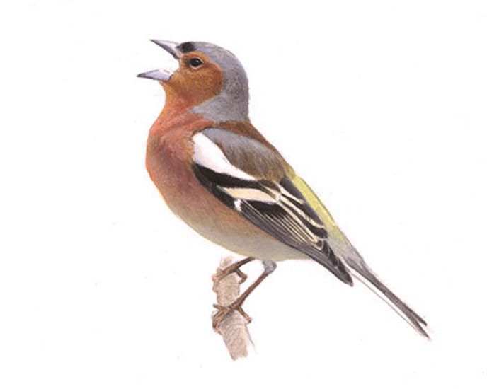 Vink