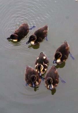 alle eendjes zwemmen in het water