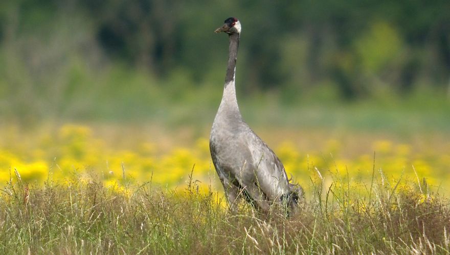 Kraanvogel / Herman Feenstra