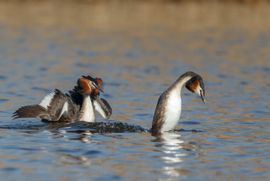 Onderdeel vande balts van de Fuut