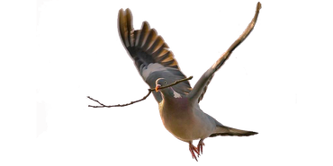 Houtduif / Picsxl (Vogelweb)