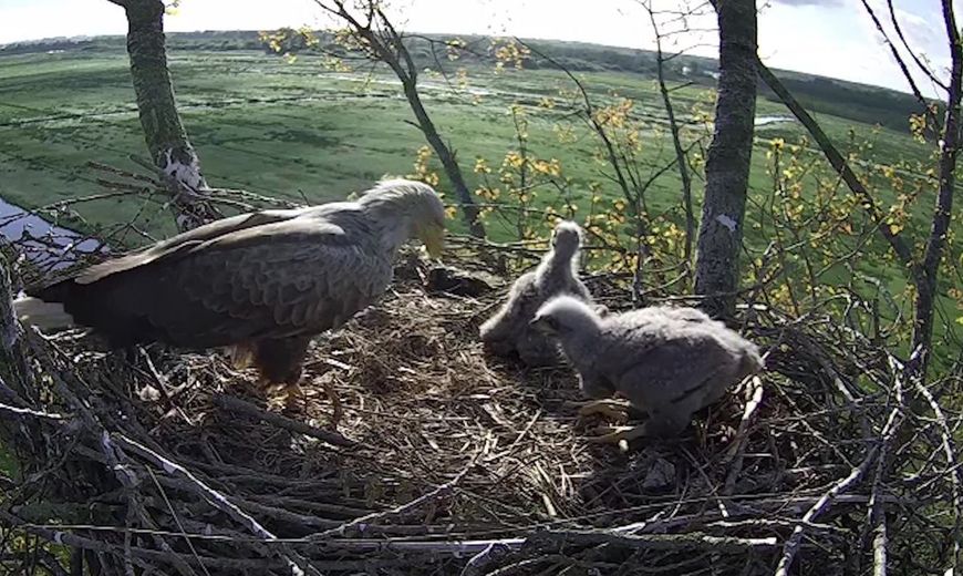 Zeearend / videostill Beleef de Lente