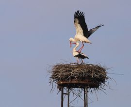 Ooievaars tijdens ochtendgymnastiek 