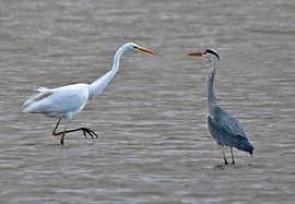 Grote zilverreiger en blauwe reiger / Piazz