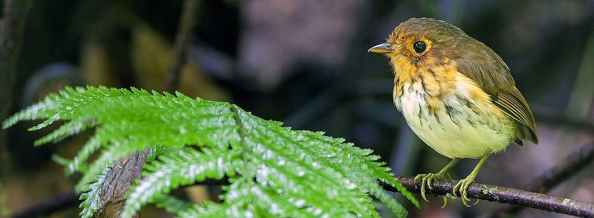 Ochre breasted Antpitta / Marc Guyt AGAMI