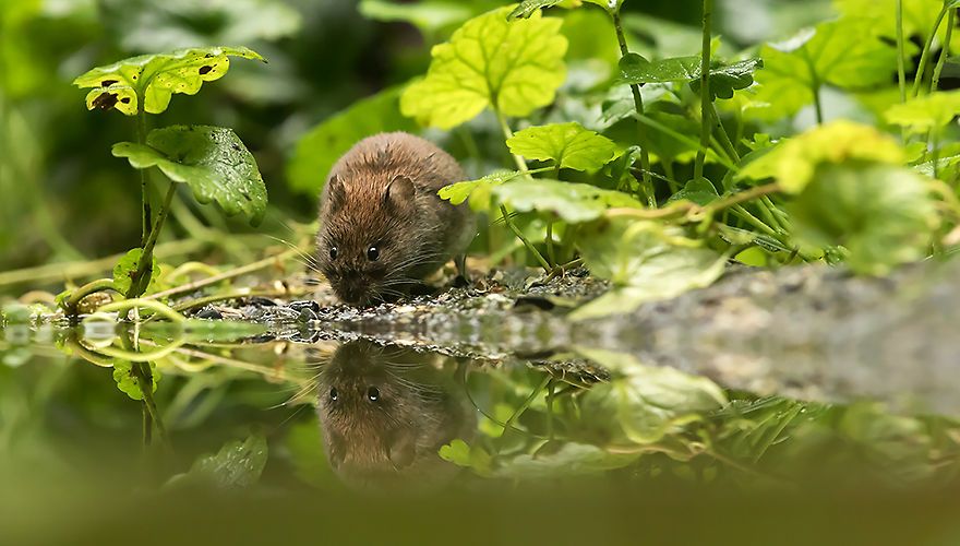 Rosse woelmuis / Rob Kempers