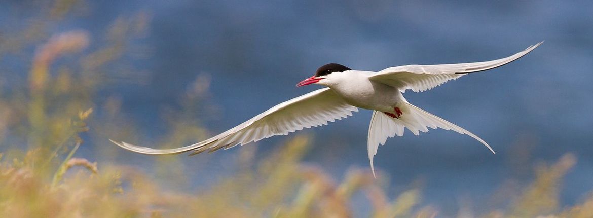 noordse stern/ Shutterstock