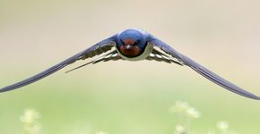 Boerenzwaluw / Shutterstock