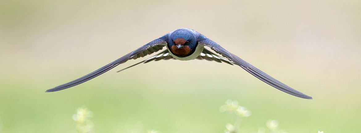 Boerenzwaluw / Shutterstock