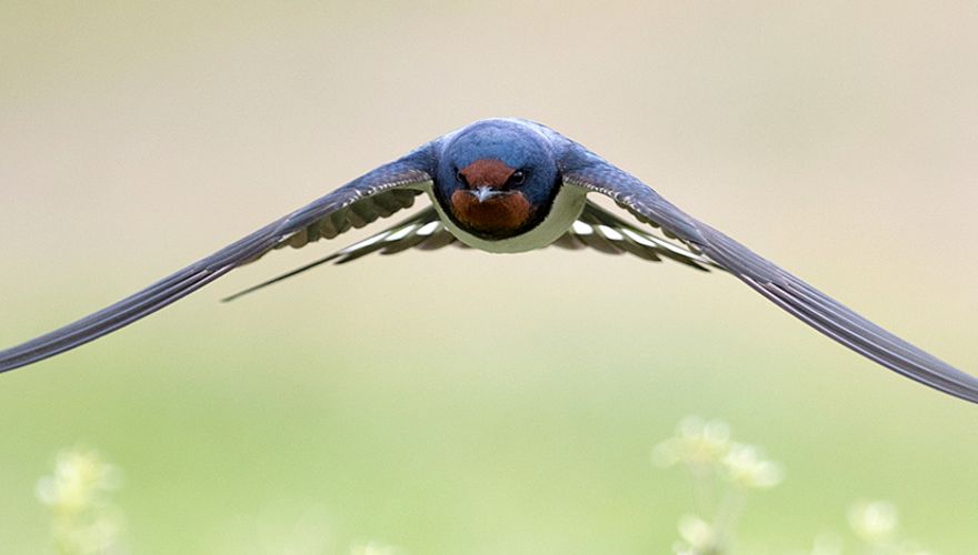 Boerenzwaluw / Shutterstock